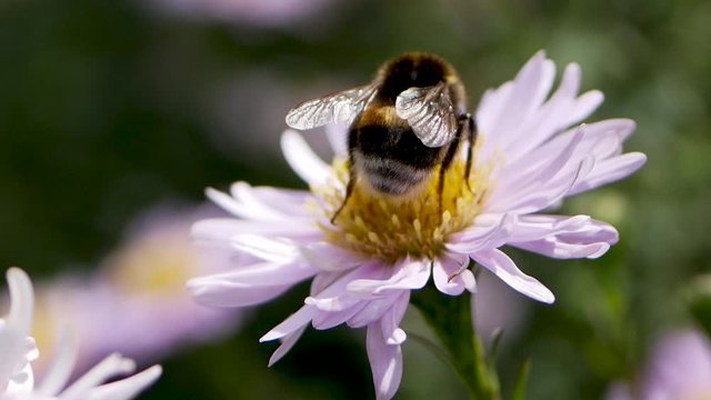 Bumblebee on flowers of autumn asters in the garden. Perennial asters in the autumn garden
