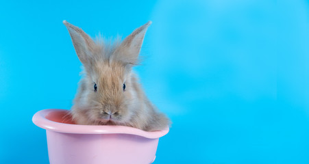 Cute little rabbit hidding in the pink plastic bathtub on blue background.