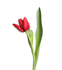 Fototapeta premium Beautiful tender spring tulip isolated on white