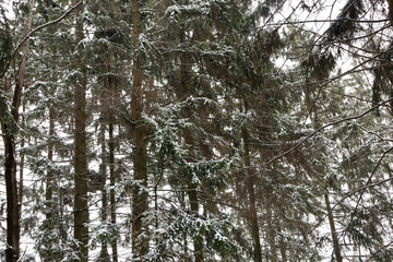 Winter forest. Leaves of trees in the snow. Frosty forest.