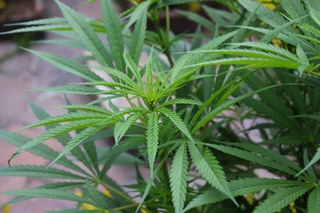 Cannabis bush, cannabis, marijuana leaves in Colombia Bogotá