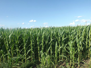 Corn field in Russia