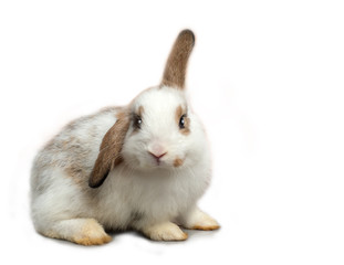 Funny cute little bunny rabbit with one side of ear is high up and the other side is liop down on white background.