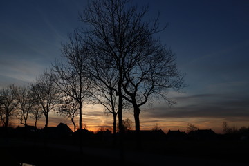 tree at sunset