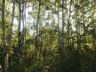 Fototapeta premium Trees in the forest