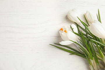 Beautiful spring crocus flowers on white wooden table, flat lay. Space for text