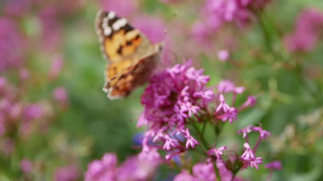 Butterfly on flowers of centranthus ruber. Centranthus ruber (red valerian, spur valerian, kiss-me-quick, fox's brush, devil's beard and Jupiter's beard) is a popular garden plant.