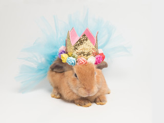 Adorable little brown rabbit wearing blue tutu and golden glitterry crown decorated with colorful floweres against white background.