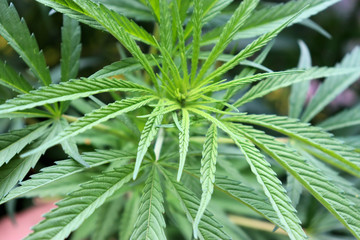 Cannabis bush, cannabis, marijuana leaves in Colombia Bogotá