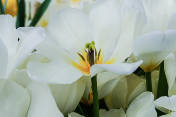Close-up of a bouquet of fresh white tulips. Romantic gift for Valentine's day, wedding, Mother's day