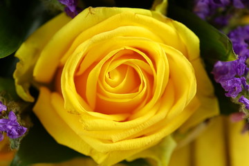 Fototapeta na wymiar A delicate yellow rose with dew drops on a dark background. Valentine's day. A flower with dew drops on its petals.