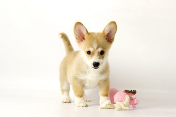 puppy dog breed Welsh Corgi, Pembroke on white