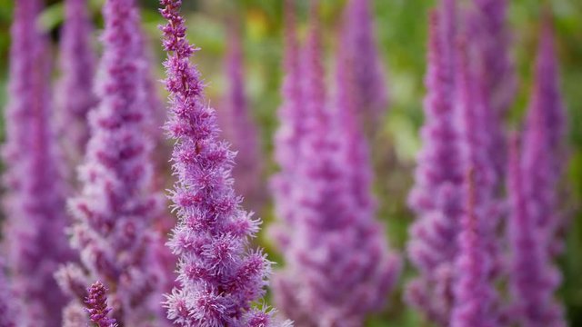 Blooming purple or pink astilbe Chinese garden.