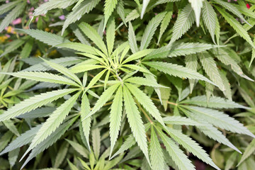 Cannabis bush, cannabis, marijuana leaves in Colombia Bogotá