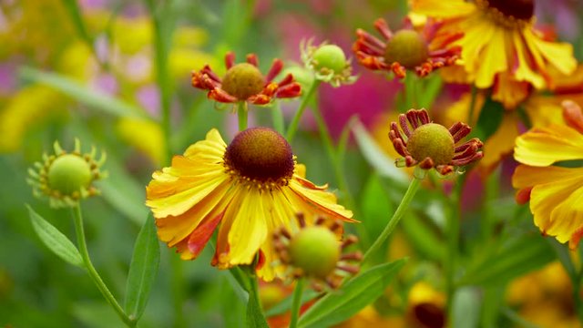 Beautiful autumn colors helenium hybridum in the garden. Yellow fall daisies.