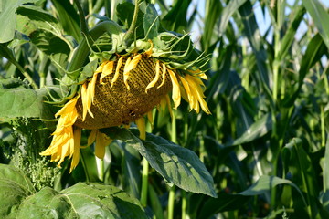 Ländliches Fotomotiv,  Sonnenblume vor grünem Mais Feld, in landwirtschaftlicher Sommersaison,...
