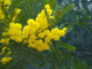 Mimosa flowers (Acacia dealbata) growing and bloom, natural background. Tree branch mimosa in early spring during flowering.
