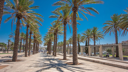 Tall palm trees on Alley Mish'ol HaPninim Garden leading to the Damascus Gate timelapse hyperlapse...