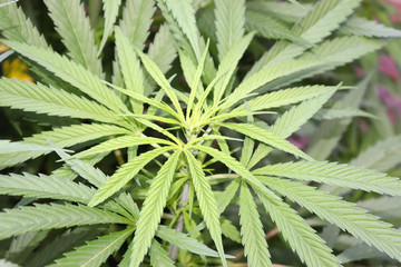 Cannabis bush, cannabis, marijuana leaves in Colombia Bogotá