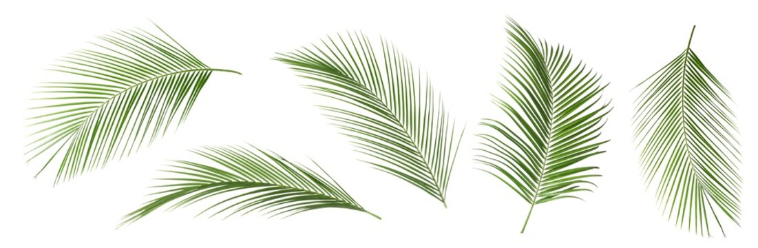 Fototapeta Set of tropical leaves on white background