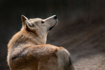 Retrato de un precioso lobo artico en verano