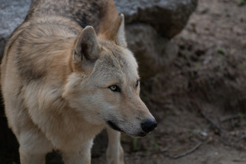 Naklejka na ściany i meble Retrato de un precioso lobo artico en verano