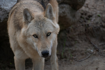 Obraz premium Retrato de un precioso lobo artico en verano