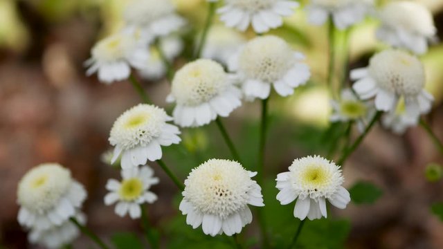 White and yellow flowers of Feverfew Pyrethrum or Tanacetum Corymbosum or Chrysanthemum Parthenium close-up with green grass background