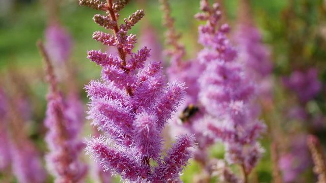 Bumblebee on the flowers of astilbe. Blooming purple or pink astilbe Chinese garden.