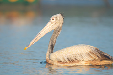 Pelican swimming on a lake