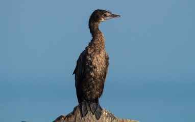 Cormorant bird sitting on a wooden stump