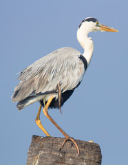 Grey heron closeup shot on a plane sky background