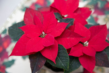 red poinsettia