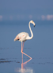 Flamingo standing on a lake