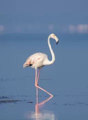 Gordijnen Flamingo standing on a lake © fromsham55