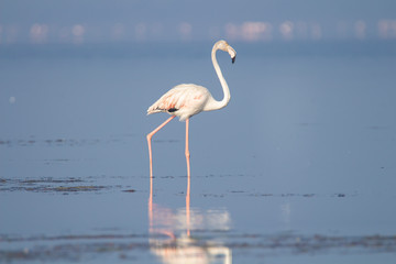 Flamingo standing on a lake