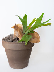 Potted Staghorn Fern with Brown Sterile Shield