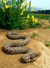 asp viper / Aspisviper (Vipera aspis hugyi), Calabria, Italy - Kalabrien, Italien