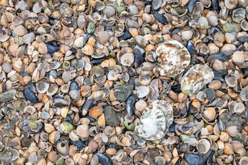Muscheln am Strand von Schillig, Niedersachen, Wangerland, Friesland, Deutschland