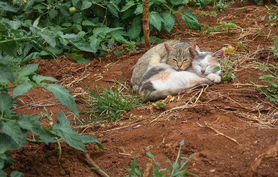 two cats cuddling in a tomato garden
