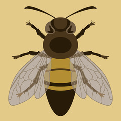 bee insect, vector illustration, front side
