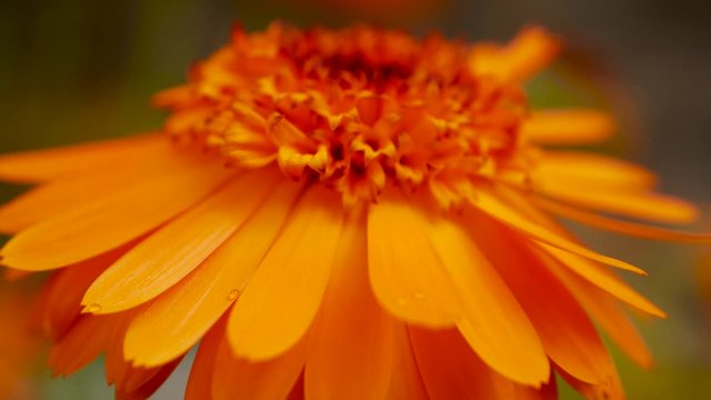 Calendula officinalis, the pot marigold, ruddles, common marigold or Scotch marigold. Orange Flower of calendula close up. Calendula is medicinal plant in garden.