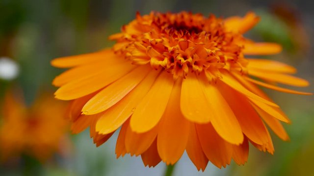 Calendula officinalis, the pot marigold, ruddles, common marigold or Scotch marigold. Orange Flower of calendula close up. Calendula is medicinal plant in garden.