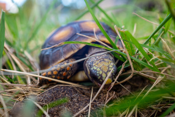 Red-Footed Tortoise (Chelonoidis Carbonarius) a Species from Northern South America Walking in Grass