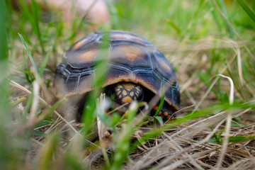 Red-Footed Tortoise (Chelonoidis Carbonarius) a Species from Northern South America Walking in Grass