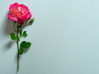 Single beautiful pink rose isolated on white background. Copy space. Card for Womens day, Valentines Day. Symbol of love.