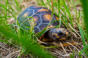 Red-Footed Tortoise (Chelonoidis Carbonarius) a Species from Northern South America Eating Excrement in a Green and Dry Garden