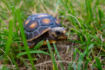 Red-Footed Tortoise (Chelonoidis Carbonarius) a Species from Northern South America Eating Excrement in a Green and Dry Garden