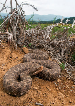 asp viper / Aspisviper (Vipera aspis hugyi), Calabria, Italy - Kalabrien, Italien