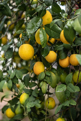 Lemon tree after rain